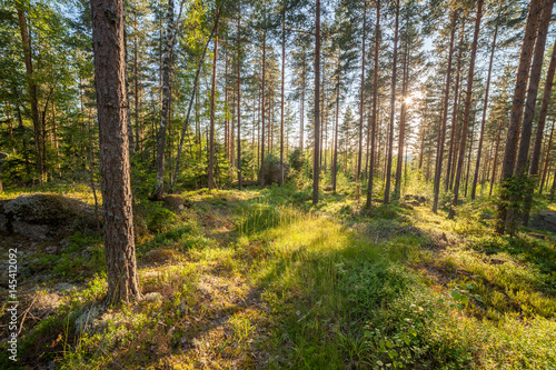 Forest in Finlad at summer day
