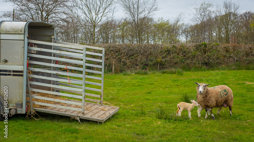 Sheep with lambs leaving trailer into green fields
