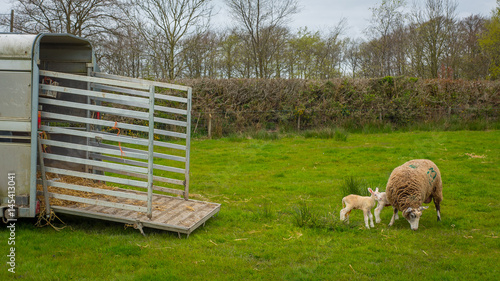 Sheep with lambs leaving trailer into green fields