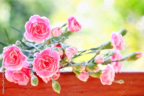 Pink Carnation Flowers on Green Background