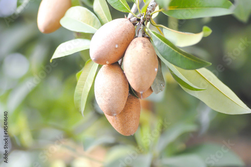 Manilkara zapota, Mimusops or Sapodilla photo