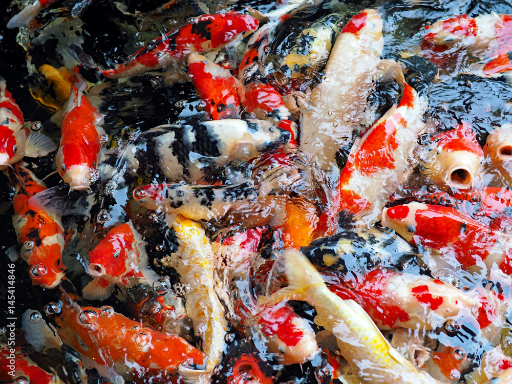 The beautiful koi fish in pond in the garden. The beautiful koi fish in pond in the garden.