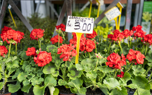 Red geraniums in Paris market with price sign