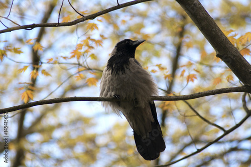 Hooded Crow