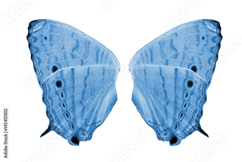 Photography Blue butterfly wings isolated on white background