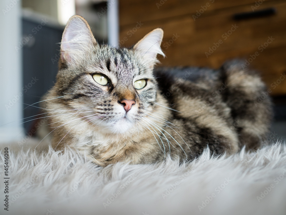 Marbled Kitten on Sheepskin Rug