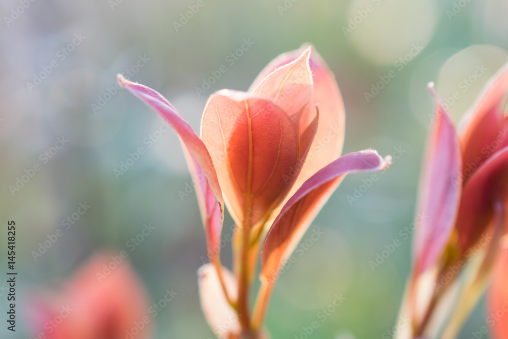 Fototapeta premium 春の赤い新葉