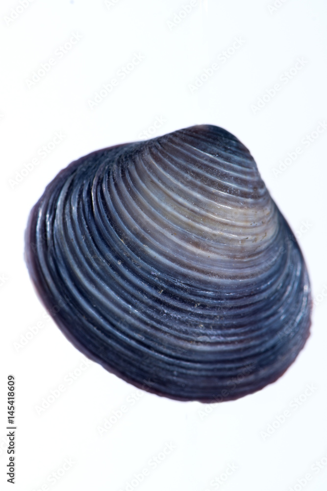 Coquillage en gros plan sur fond clair Coquillage en gros plan sur fond clair
