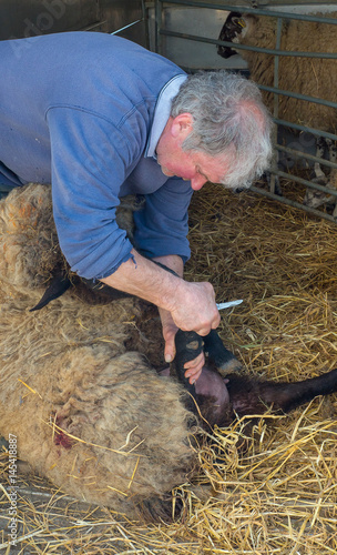 Farming caring for sheep by cleaning their hooves