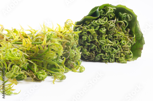 Midin (Stenochlaena palustris) is the popular wild vegetable of Sarawak on white background.