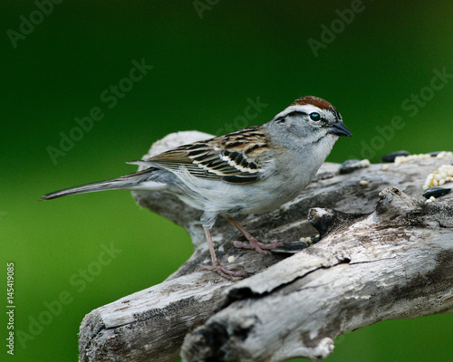 Sparrow 1