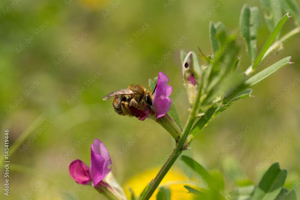 ミツバチ吸蜜 ミツバチ吸蜜