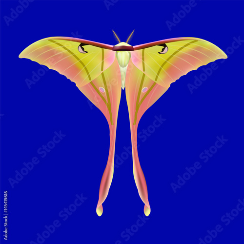 A beautiful Luna Moth