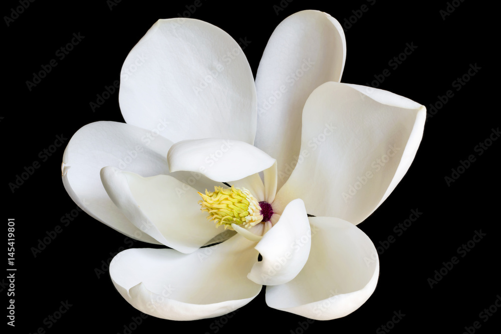 Naklejka premium White Magnolia Flower Isolated on Black