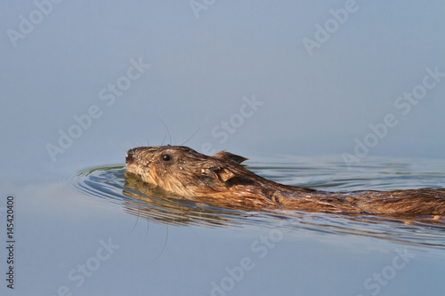 Muskrat ( Ondatra zibethica ) photo