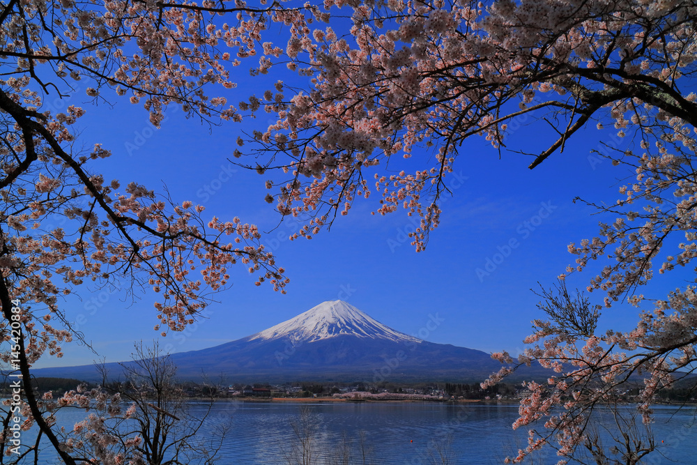 Cherry blossoms and Mt.Fuji from Park Nakasaki in 