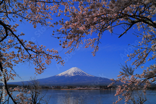 Cherry blossoms and Mt.Fuji from Park Nakasaki in 
