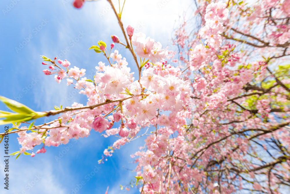Blooming pink sakura flower on tree branch Blooming pink sakura flower on tree branch
