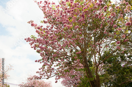 blossom of pink trmpet tree