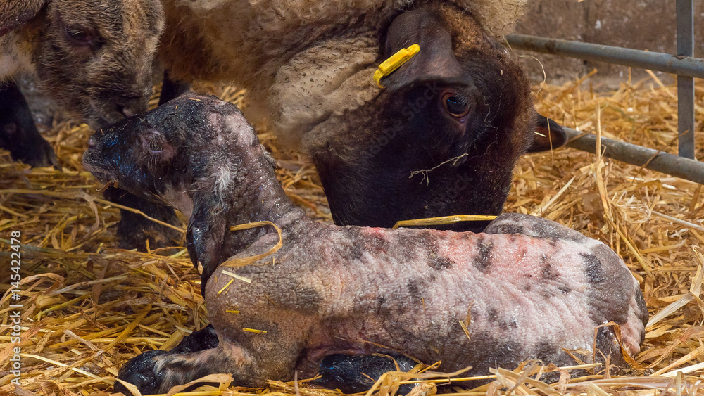 Sheep Offspring Sheep ewe licks her lamb after giving birth in order to claim it as her ...
