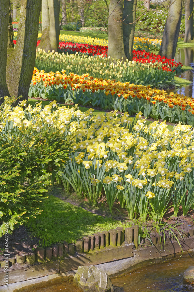 Obraz premium tulip field