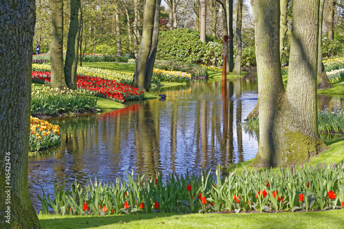 tulips in a park photo