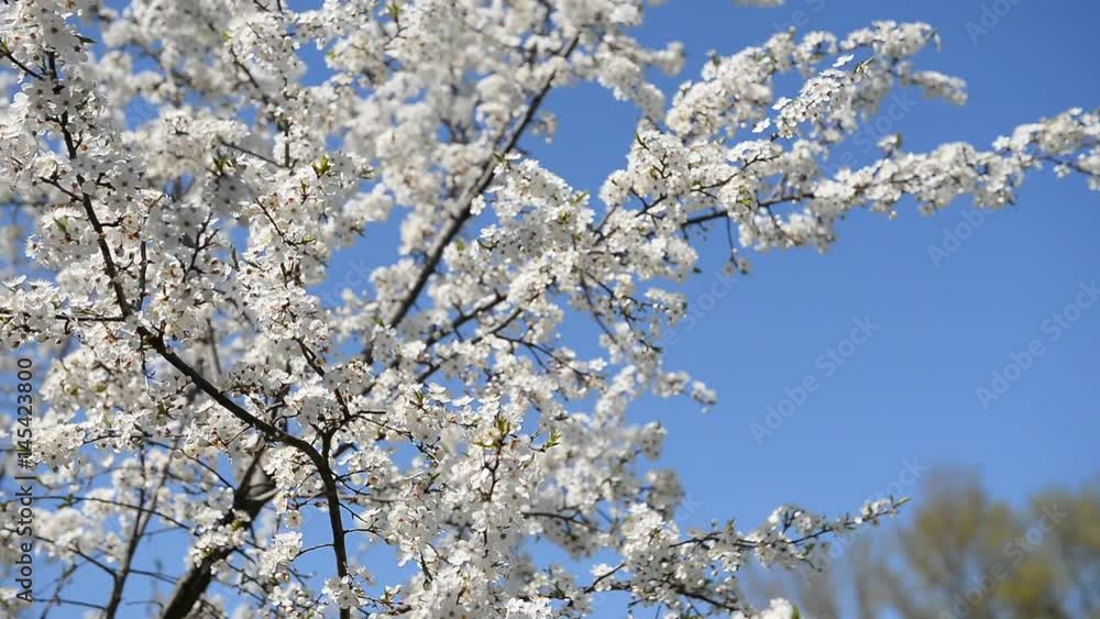 Flowering of a cherry tree at sunset. Flowering of a cherry tree at sunset.