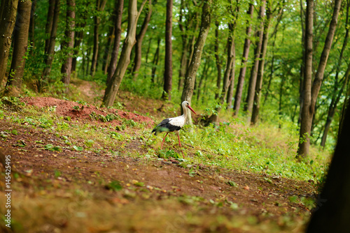 White stork walking on a green meadow, hunting for food