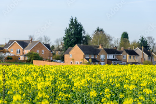 Wind Turbines in a Canola Rapeseed Field