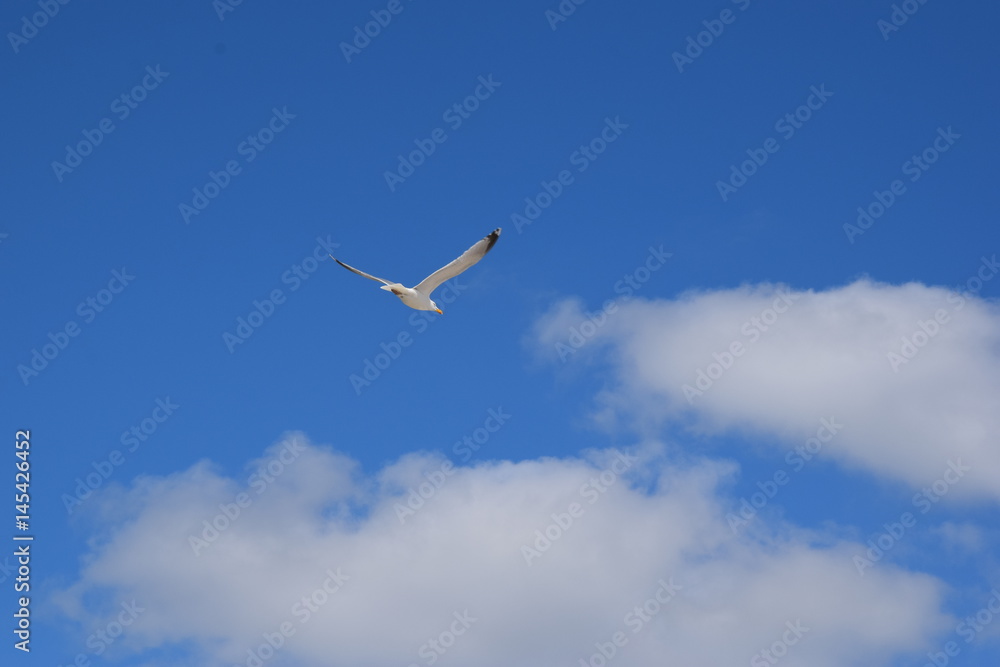 Fototapeta premium Fliegende Möwe