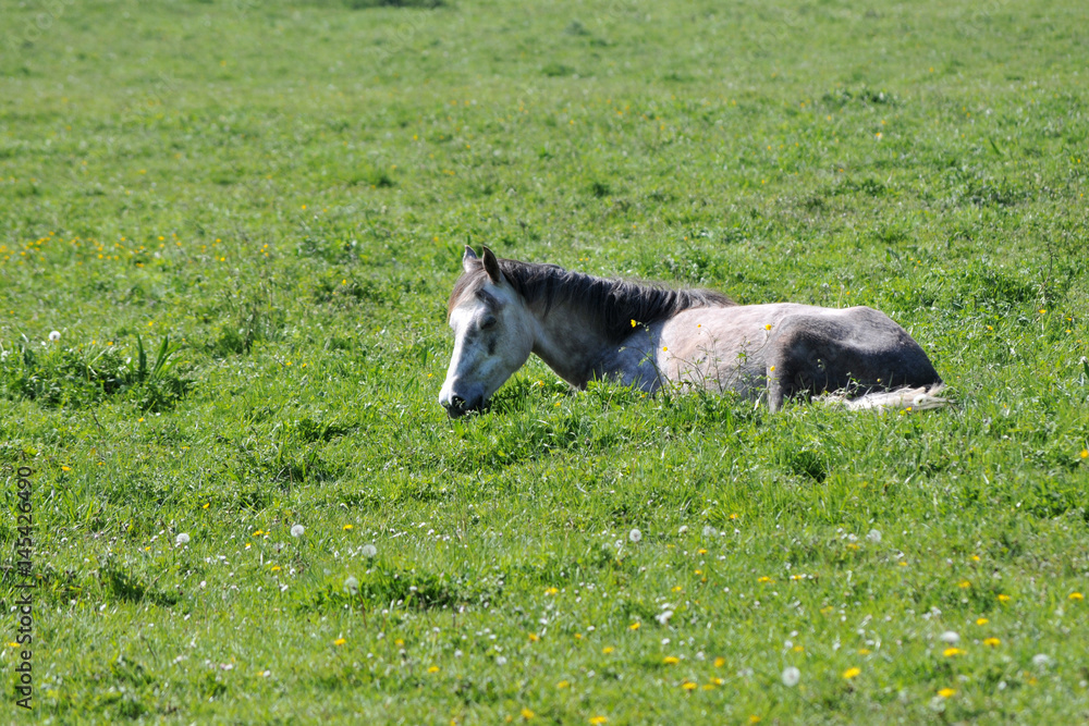 cheval cheval