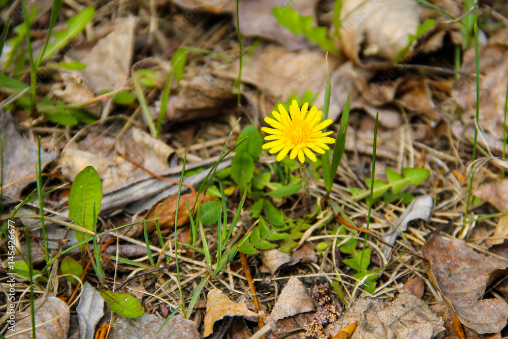 Yellow dandelions on meadow Yellow dandelions on meadow