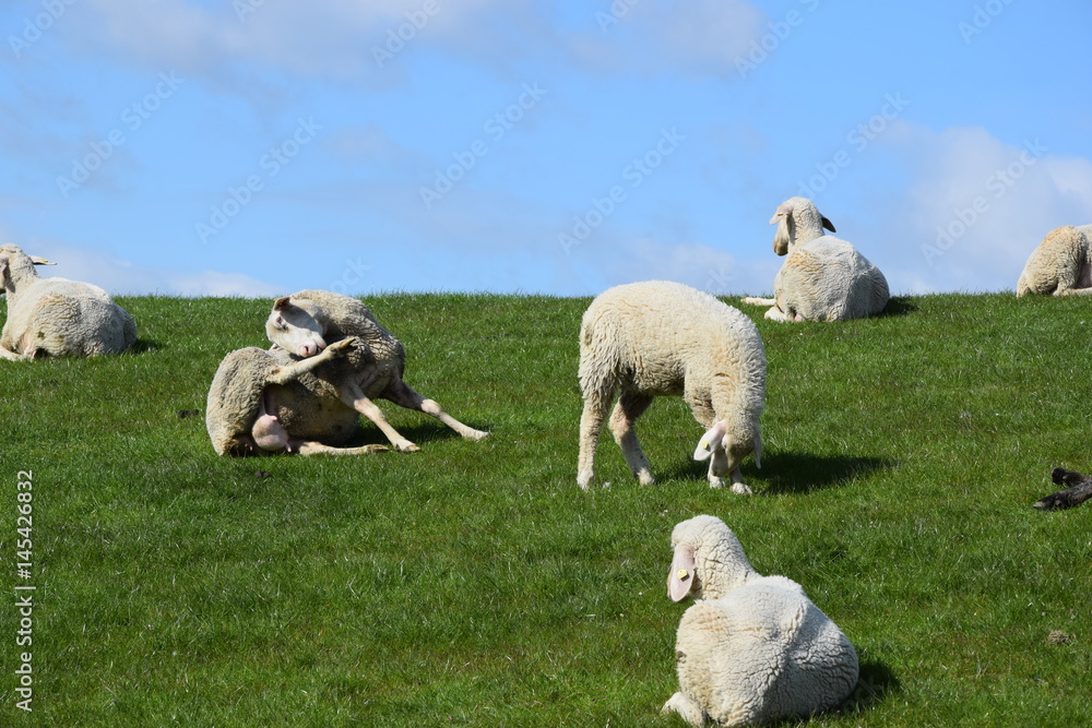 Naklejka premium Putzendes Schaf