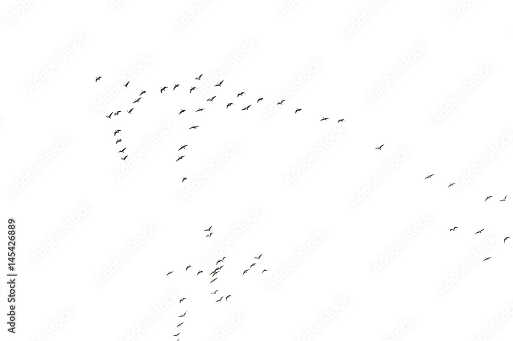 Fototapeta premium Flock of birds texture, formation White-Fronted Goose in flight, isolated on white background