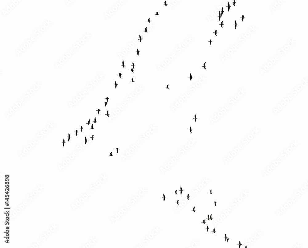 Flock of birds texture, formation White-Fronted Goose in flight, isolated on white background Flock of birds texture, formation White-Fronted Goose in flight, isolated on white background