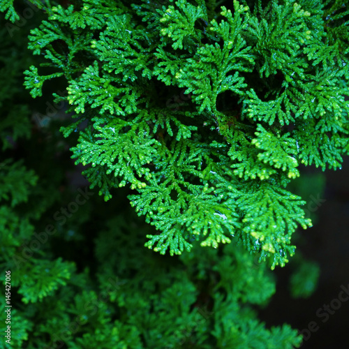 Pretty Foliage   Colorful Blooms. Dynamic Close-up Photos.