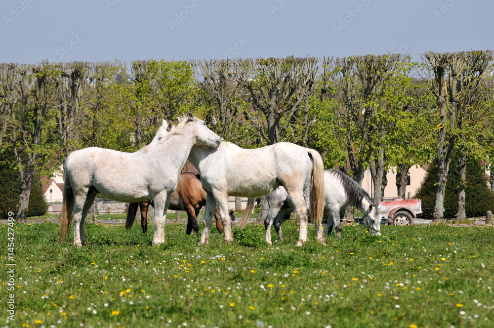 Obraz premium cheval