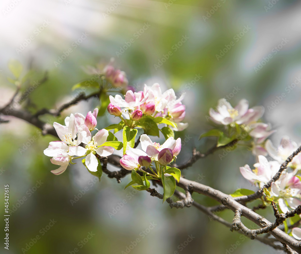Spring blossoms tree, flowers blooming