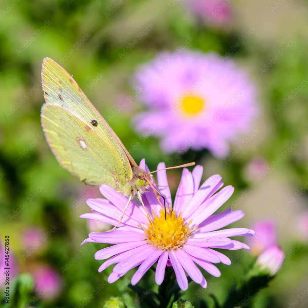 Yellow butterfly collects nectar on a bud of Astra Verghinas Yellow butterfly collects nectar on a bud of Astra Verghinas