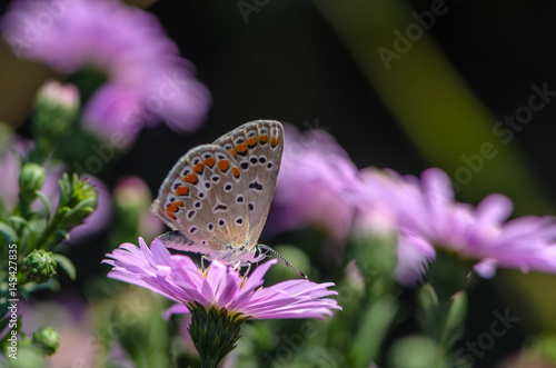 Butterfly of aricia agestis collects nectar on a bud of Astra