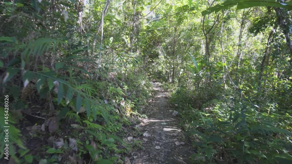 Hiking along a Tropical Rainforest Wilderness Trail in Thailand Hiking along a Tropical Rainforest Wilderness Trail in Thailand