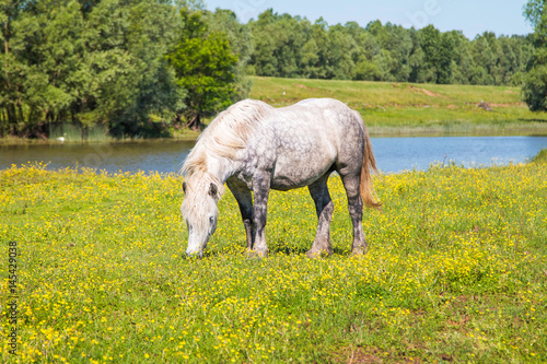  White horse on green field in spring in nature park Lonjsko polje, Croatia 