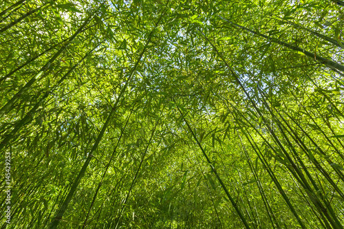 Bamboo trees