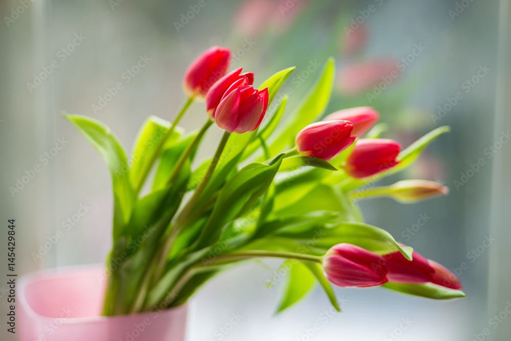Tulips in front of a window Tulips in front of a window