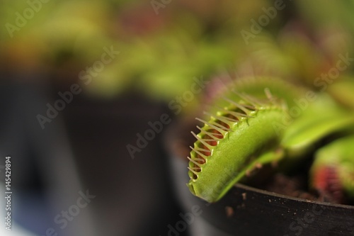 Small carnivorous Venus trap plant Dionaea muscipula insect trap looking from plastic flower pot