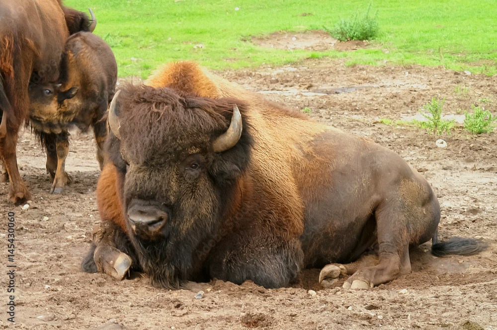 Fototapeta premium Żubr
