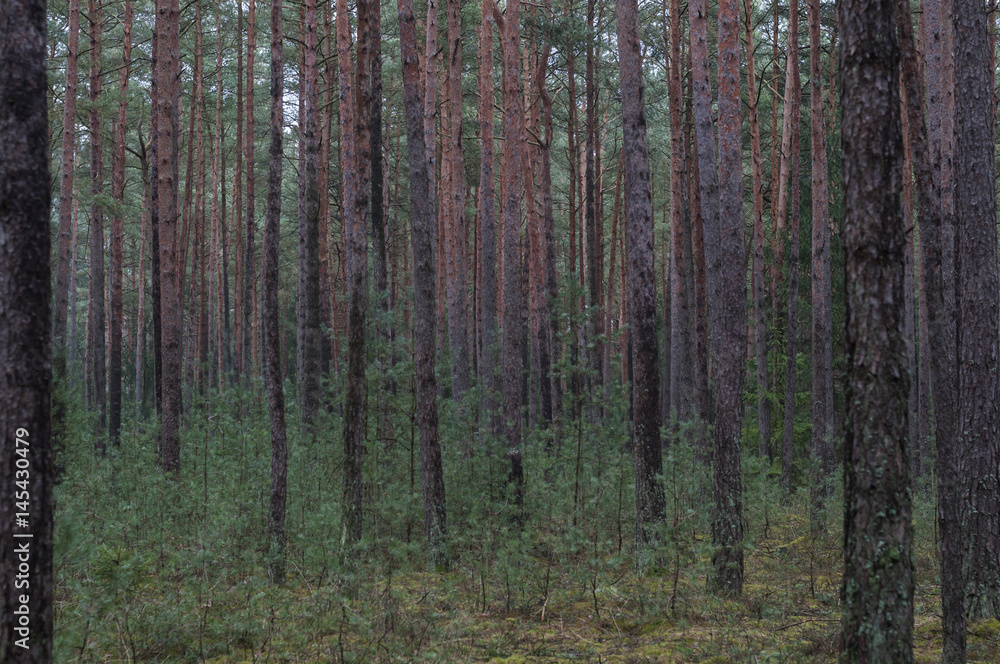 Kiefernwald / Naturnahe Wirtschaftswaelder, Kiefernwald in Deutschland, Europa.