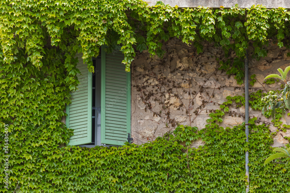 Window with shutters and green ivy Window with shutters and green ivy