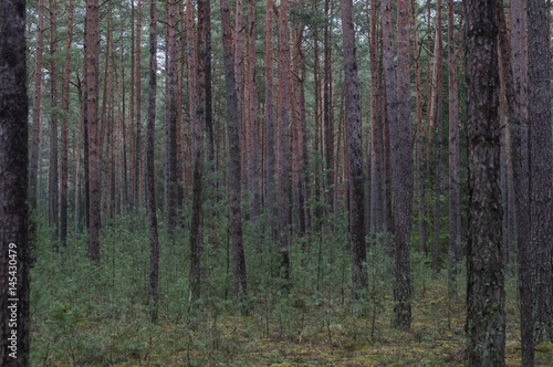 Obraz na płótnie Kiefernwald / Naturnahe Wirtschaftswaelder, Kiefernwald in Deutschland, Europa. w salonie