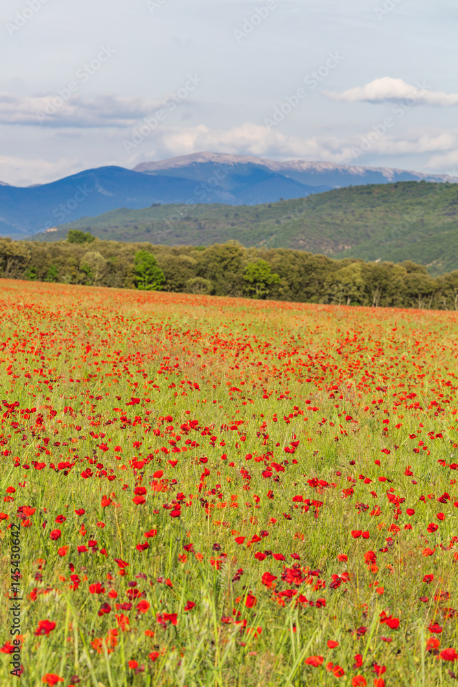 View on red poppies field